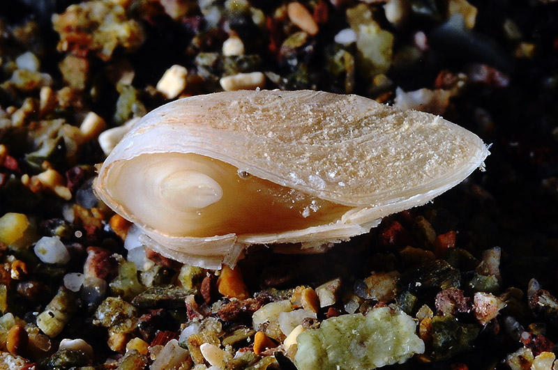 Bivalve da determinare